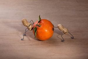 nutrición bioenergética